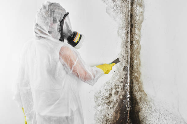 Best Local Mold Removal Service  in Cascade, ID