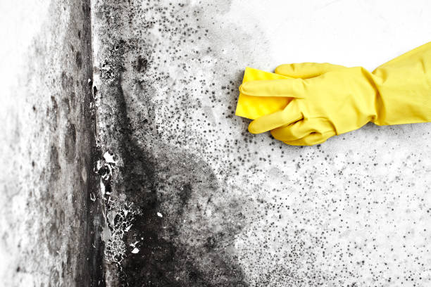 Cascade, ID Mold Removal Company
