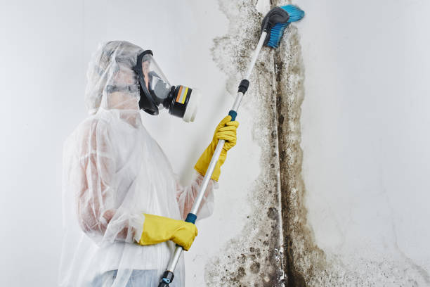 Best Professional Mold Removal  in Cascade, ID