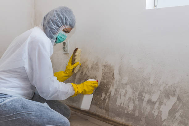 Best Best Mold Removal Companies  in Cascade, ID