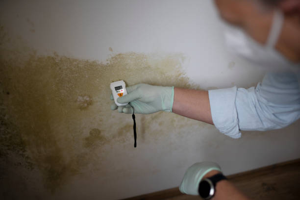 Best Mold Damage Repair  in Cascade, ID