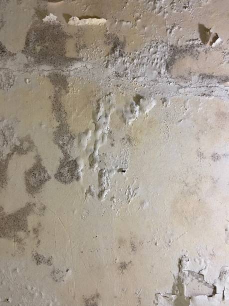 Best Crawl Space Mold Removal  in Cascade, ID