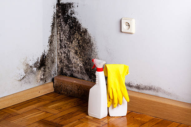 Best Mold Remediation Services  in Cascade, ID