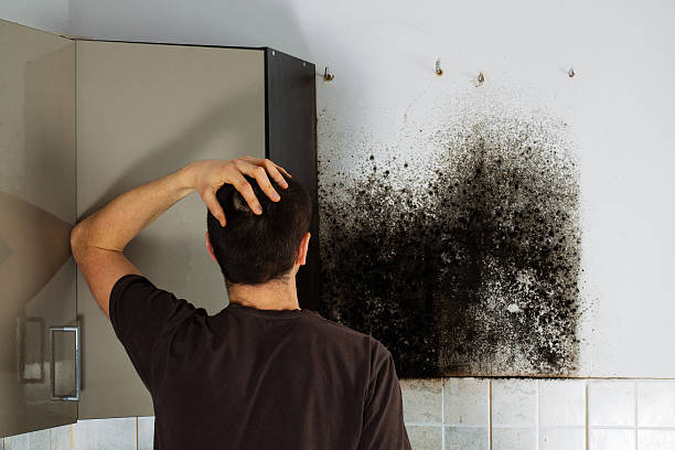 Best Commercial Mold Removal  in Cascade, ID