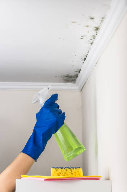 Best Toxic Mold Removal  in Cascade, ID