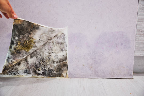 Best Mold Remediation Experts  in Cascade, ID